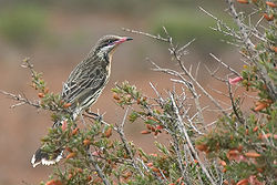 Acanthagenys rufogularis