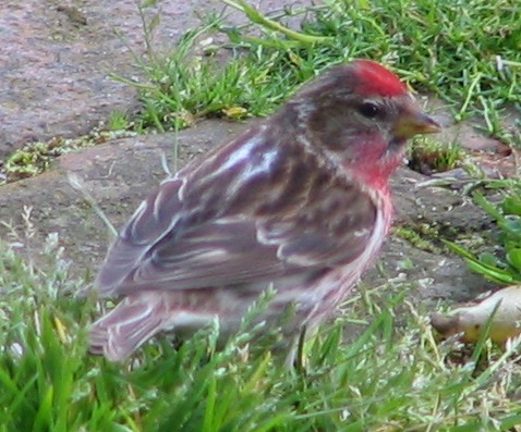 Acanthis flammea