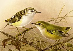 Acanthisitta chloris