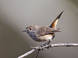 Acanthiza apicalis