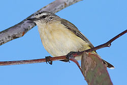 Acanthiza chrysorrhoa