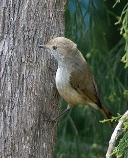 Acanthiza ewingii
