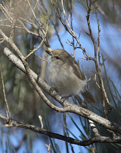 Acanthiza robustirostris