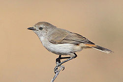 Acanthiza uropygialis