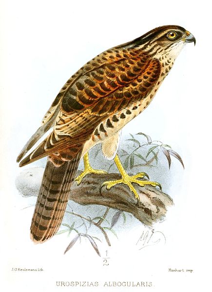 Accipiter albogularis