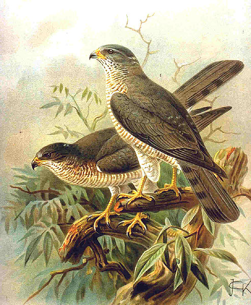 Accipiter brevipes