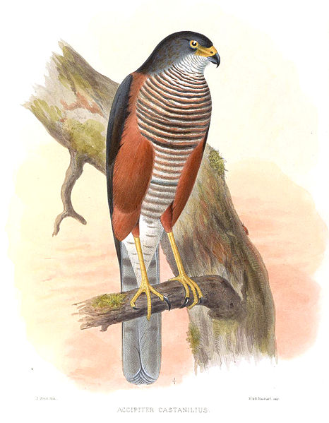 Accipiter castanilius