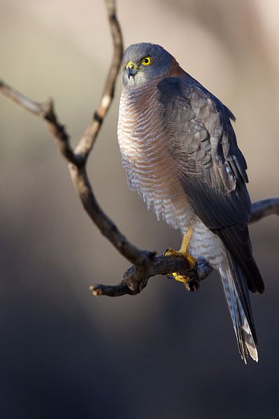 Accipiter cirrocephalus