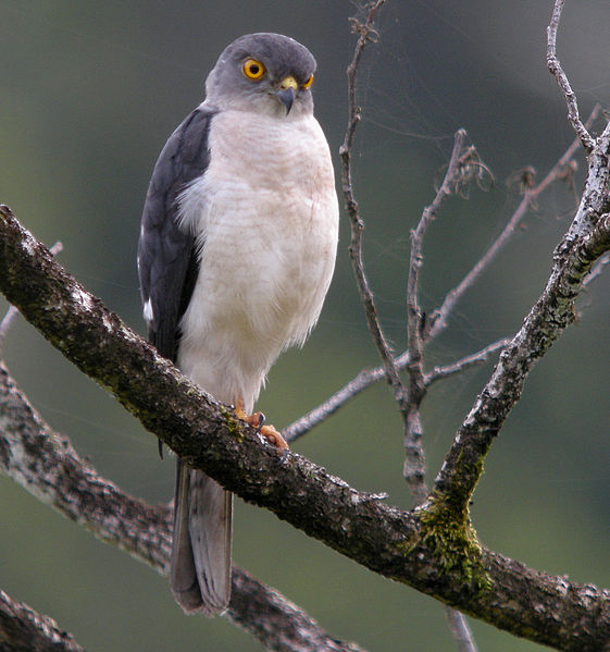 Accipiter francesii