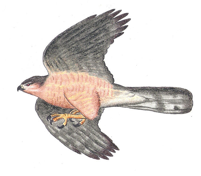 Accipiter gundlachi