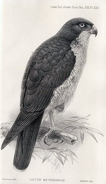 Accipiter meyerianus