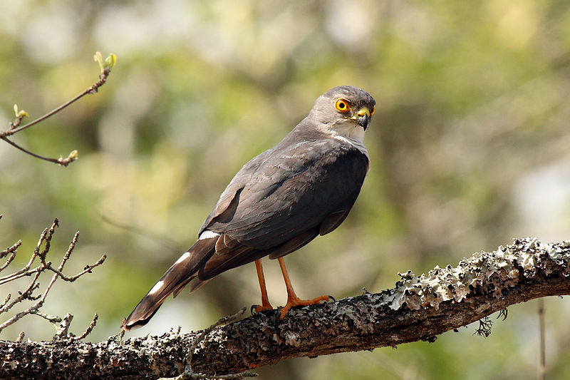 Accipiter minullus