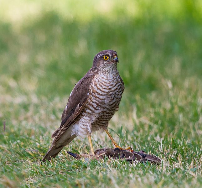 Accipiter nisus