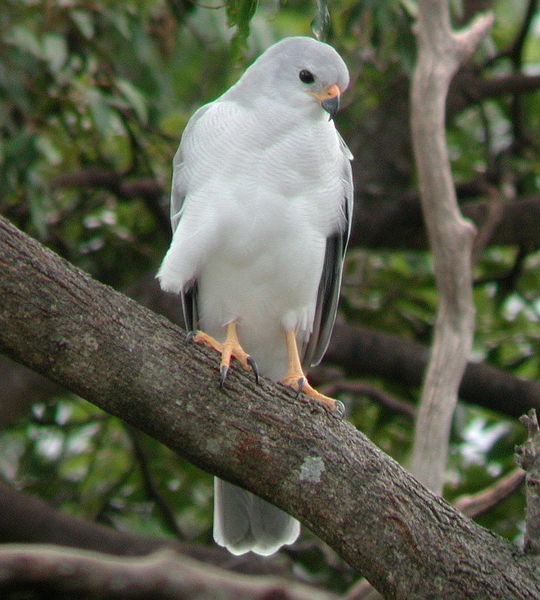 Accipiter novaehollandiae