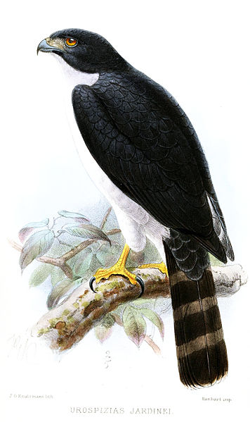 Accipiter poliogaster