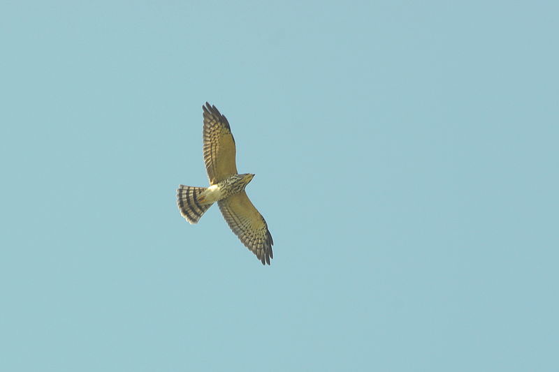 Accipiter soloensis