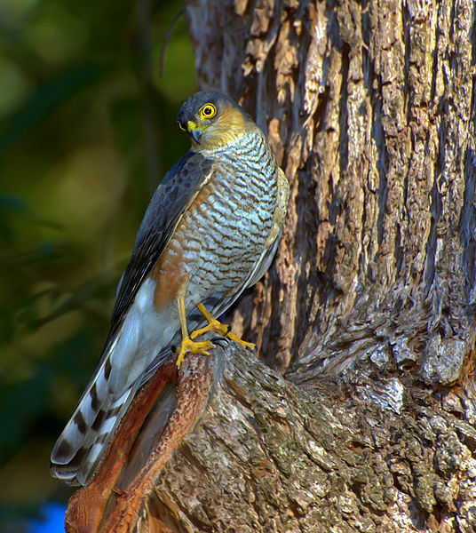 Accipiter striatus