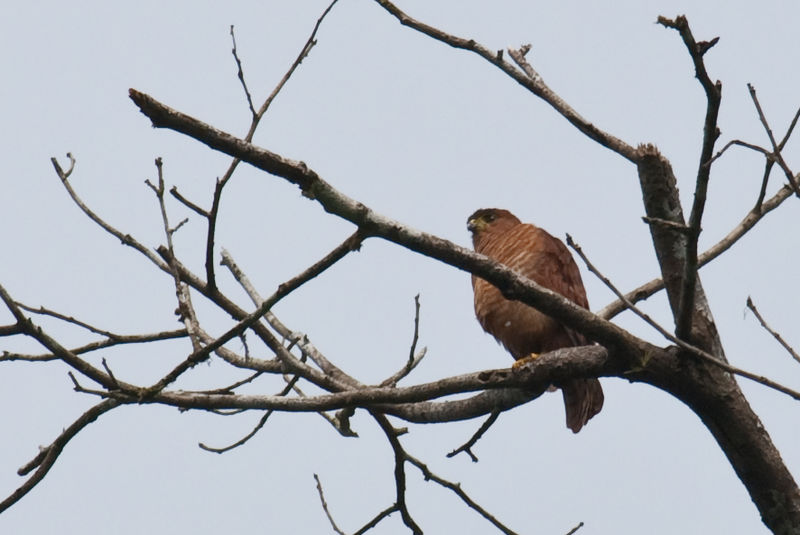 Accipiter superciliosus