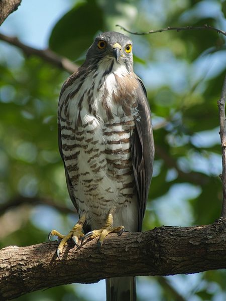 Accipiter trivirgatus