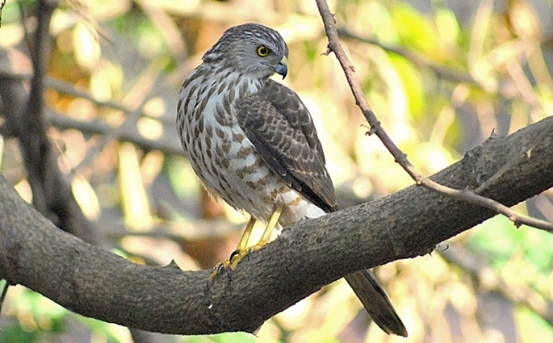 Accipiter virgatus