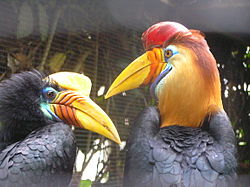 Aceros cassidix