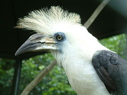 Aceros comatus