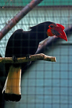 Aceros leucocephalus