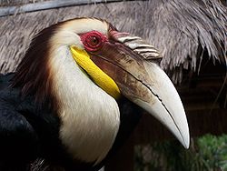 Aceros undulatus
