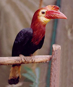 Aceros waldeni