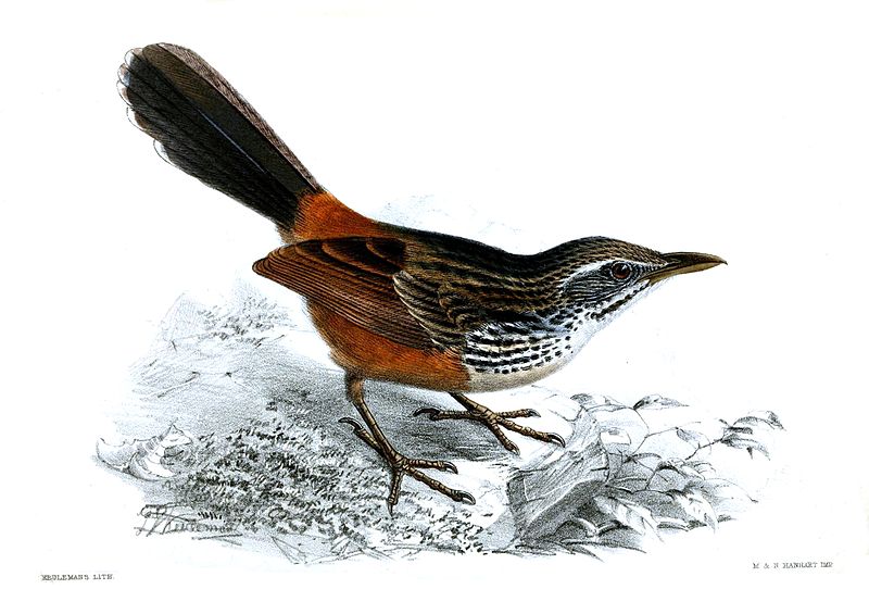 Achaetops pycnopygius