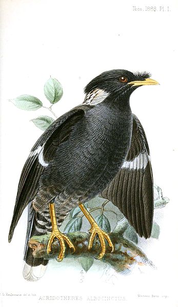 Acridotheres albocinctus