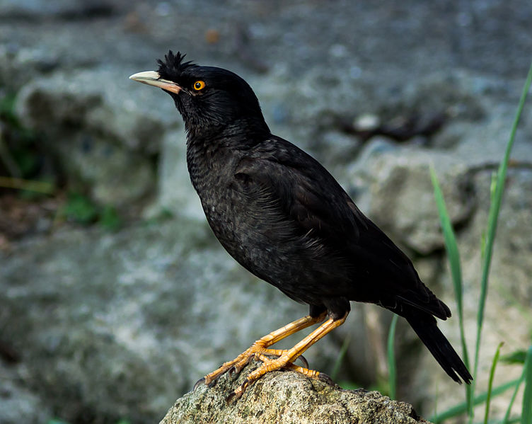 Acridotheres cristatellus