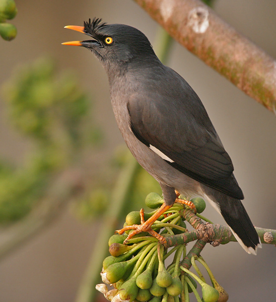 Acridotheres fuscus