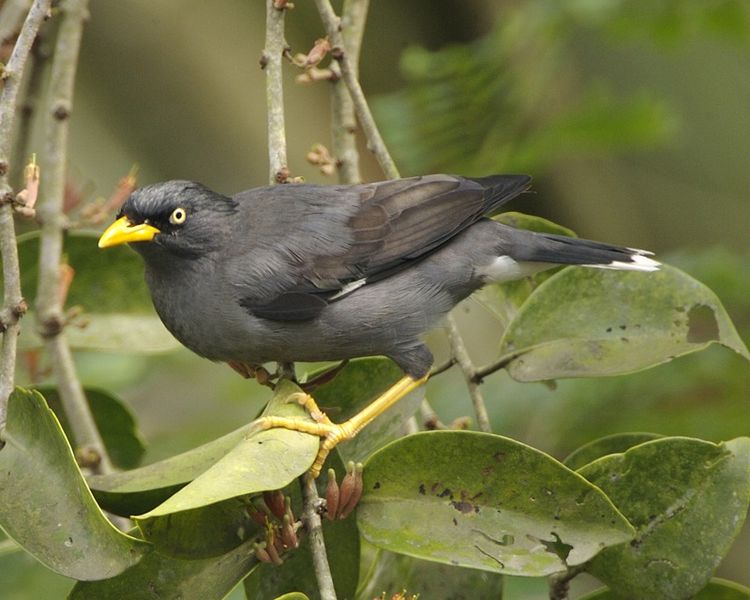 Acridotheres javanicus