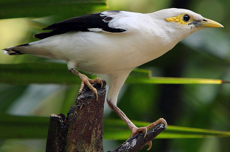Acridotheres melanopterus