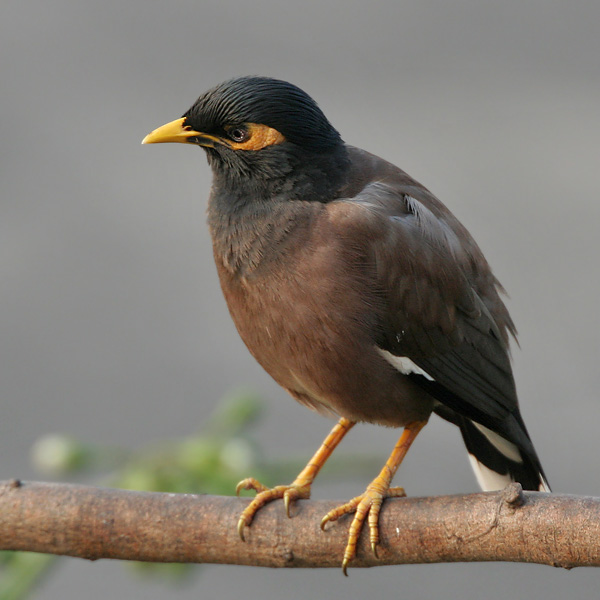 Acridotheres tristis