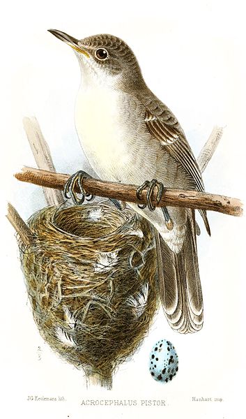 Acrocephalus aequinoctialis