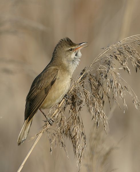 Acrocephalus arundinaceus