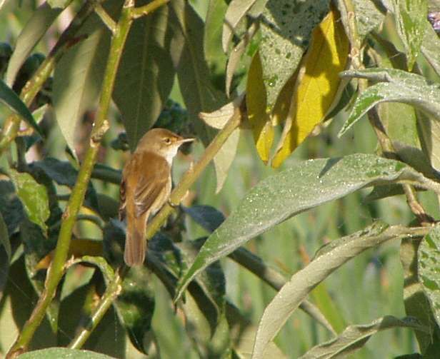 Acrocephalus baeticatus