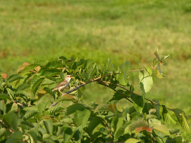 Acrocephalus bistrigiceps