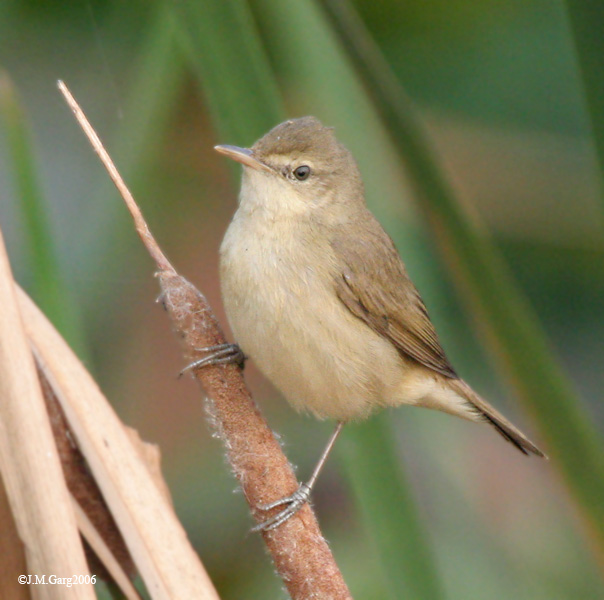 Acrocephalus concinens