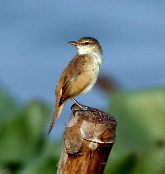 Acrocephalus orientalis