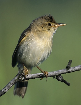 Acrocephalus palustris