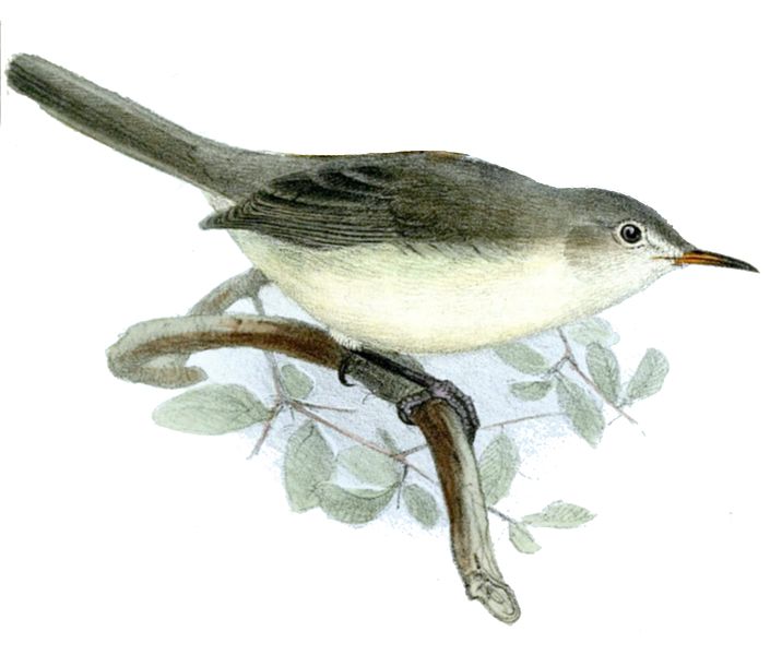 Acrocephalus rodericanus