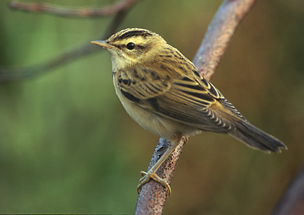Acrocephalus schoenobaenus