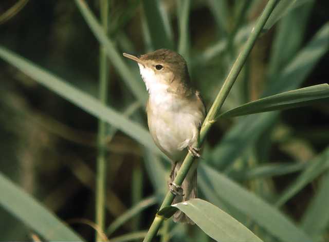 Acrocephalus scirpaceus