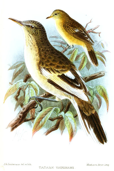 Acrocephalus vaughani