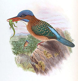 Actenoides hombroni