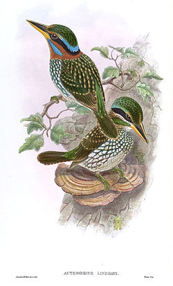Actenoides lindsayi