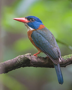Actenoides monachus